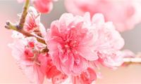 赞美医生的朴实句子