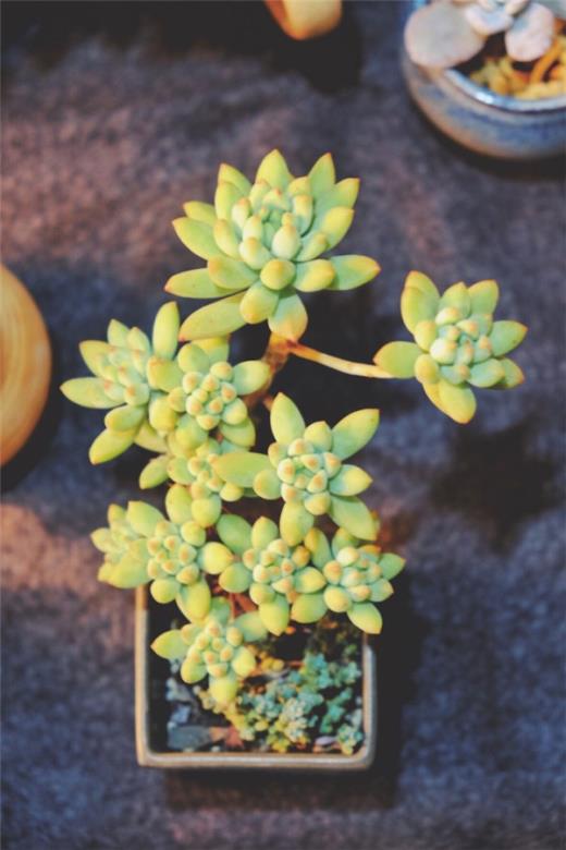 发朋友圈句子网红
