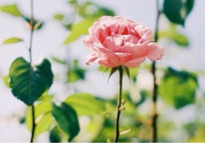 小学生每日一句名言