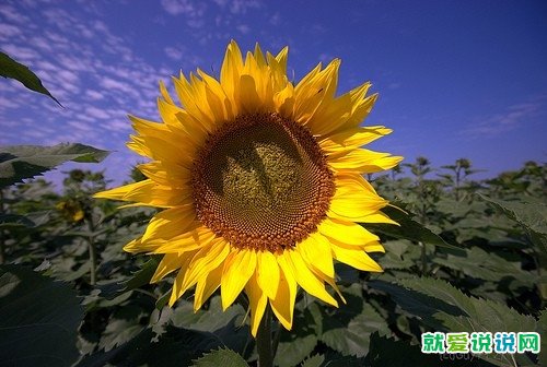 小学生四年级好词好句子摘抄大全