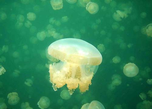 六一儿童节要礼物的说说(精选73句)