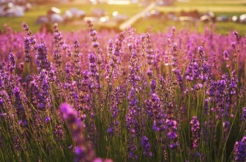 睡觉前发个幽默的说说(114句)