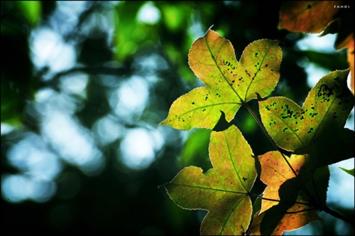 自卑的说说心情短语(优选50句)