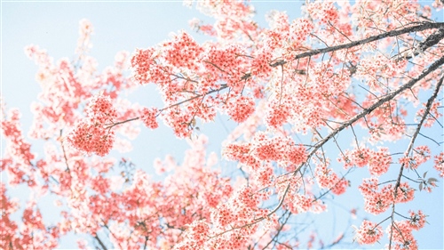 赏梨花的心情句子