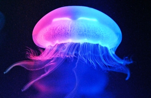 过着黑白颠倒的生活的说说(优选114句)