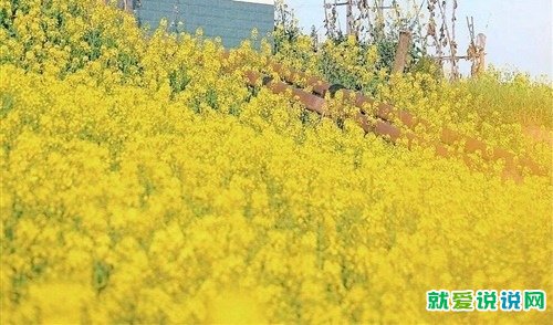 油菜花盛开发朋友圈