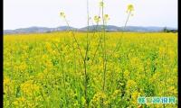 赞美油菜花的抒情句子