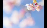 ​芦花古诗欣赏（与芦花有关的经典古诗词）