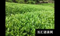 好听霸气的茶叶的公司名字大全