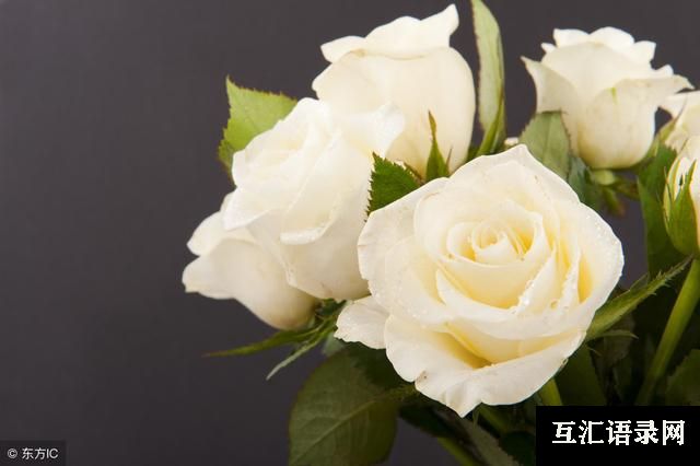 21朵白玫瑰的花语（白玫瑰花语每朵代表什么）(7)