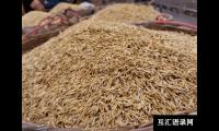 ​杂交水稻和普通水稻的区别（两种水稻种子有哪些差异）