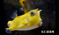 ​9个文艺俏皮的网络昵称，风趣幽默中带着可爱，喜欢就换上吧