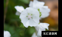 ​唐诗中难得一见的绝美名字，潇洒飘逸、出尘脱俗，念来唇齿留香