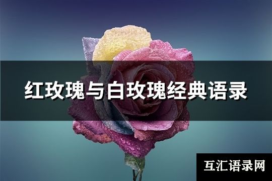 红玫瑰与白玫瑰经典语录(优选60句)