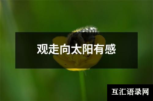 观走向太阳有感