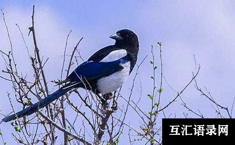 青蛇和喜鹊小学作文
