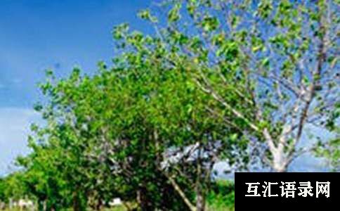 身边风景小学作文7篇