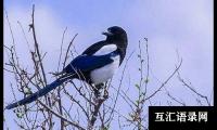 关于青蛇和喜鹊小学作文