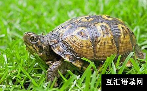 可爱的乌龟中班教案及反思