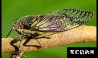 关于知了小学作文600字9篇