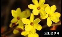 关于迎春花小学作文四篇