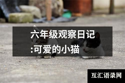 六年级观察日记:可爱的小猫