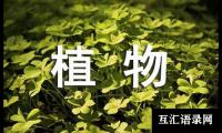 关于小学二年级端午节日记